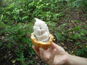 Gousse de cacao du Vanuatu Gousse de cacao du Vanuatu