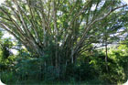 Le Banian un des arbres symboles de la Mlansie