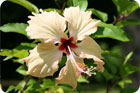 Un hibiscus blanc