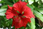 Un hibiscus rouge