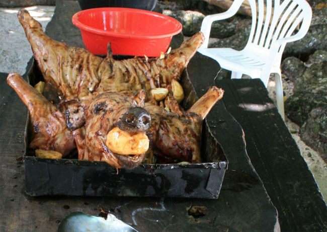Cochon du Vanuatu