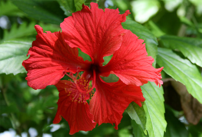 Un Hibiscus rouge sur Espiritu Santo