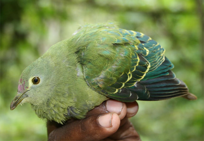 Un petit oiseau du Vanuatu.
