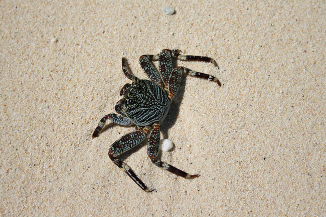 Un joli petit crabe sur une plage idyllique