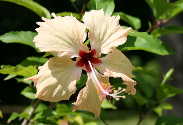 Hibiscus Blanc 