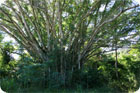 Le Banian un des arbres symboles de la Mélanésie