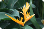 fleur du vanuatu, un Heliconia