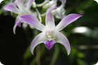Une superbe orchidée, sauvage évidemment !