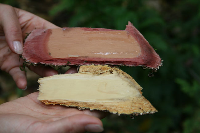 Ecorce de camphrier, sur Espiritu-Santo