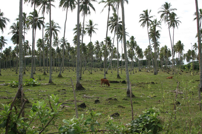 Cocotiers et élevage de bétail au Vanuatu