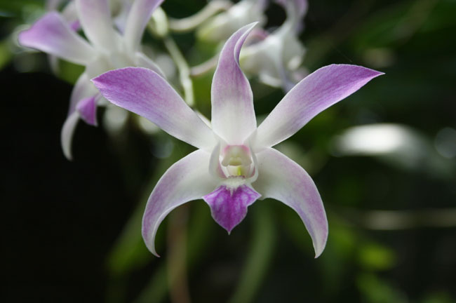 Une superbe orchidée du Vanuatu