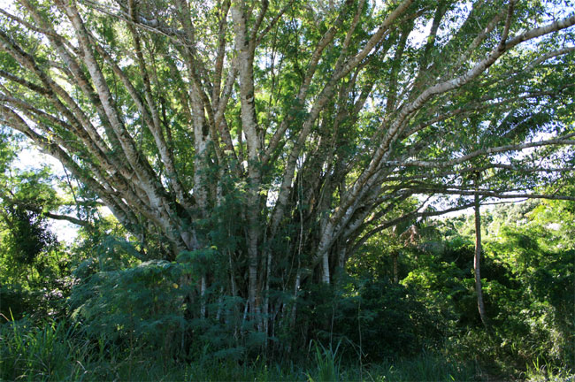 Le Banian, arbre de Mélanésie et du Vanuatu