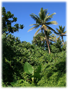 Climat tropical du Vanuatu